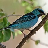 Birds Passeriformes - Thraupidae (Tanagers and allies)