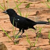 Birds Passeriformes - Thraupidae (Tanagers and allies)