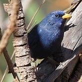 Birds Passeriformes - Thraupidae (Tanagers and allies)