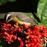 Birds Passeriformes - Thraupidae (Tanagers and allies)