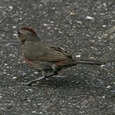 Birds Passeriformes - Thraupidae (Tanagers and allies)