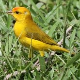 Birds Passeriformes - Thraupidae (Tanagers and allies)