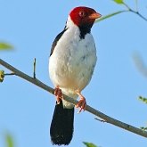 Birds Passeriformes - Thraupidae (Tanagers and allies)