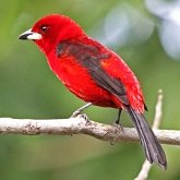 Birds Passeriformes - Thraupidae (Tanagers and allies)