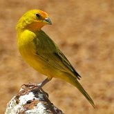 Aves Passeriformes - Thraupidae (saíras, saís, tiês, sanhaçus e afins)