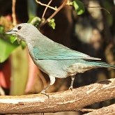 Aves Passeriformes - Thraupidae (sa&#237;ras, sa&#237;s, ti&#234;s, sanha&#231;us e afins)