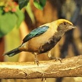 Aves Passeriformes - Thraupidae (sa&#237;ras, sa&#237;s, ti&#234;s, sanha&#231;us e afins)