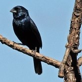 Aves Passeriformes - Thraupidae (saíras, saís, tiês, sanhaçus e afins)