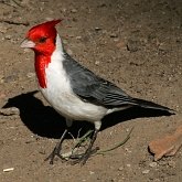 Aves Passeriformes - Thraupidae (saíras, saís, tiês, sanhaçus e afins)
