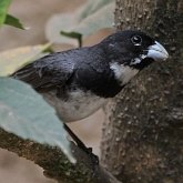 Aves Passeriformes - Thraupidae (sa&#237;ras, sa&#237;s, ti&#234;s, sanha&#231;us e afins)