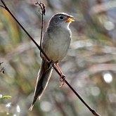 Ptaki Passeriformes - Thraupidae (tanagry)