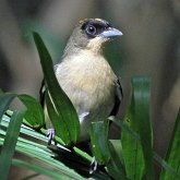 Ptaki Passeriformes - Thraupidae (tanagry)