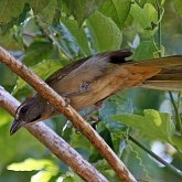 Ptaki Passeriformes - Thraupidae (tanagry)