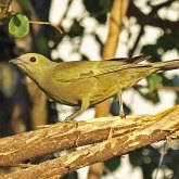 Ptaki Passeriformes - Thraupidae (tanagry)