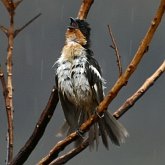 Ptaki Passeriformes - Thraupidae (tanagry)