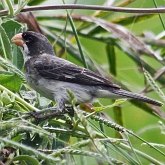 Ptaki Passeriformes - Thraupidae (tanagry)
