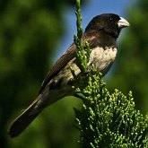 Ptaki Passeriformes - Thraupidae (tanagry)