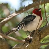 Ptaki Passeriformes - Thraupidae (tanagry)