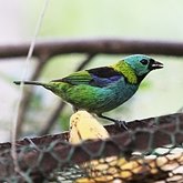 Ptaki Passeriformes - Thraupidae (tanagry)