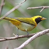 Ptaki Passeriformes - Thraupidae (tanagry)