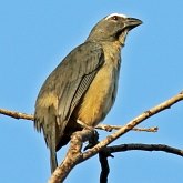 Ptaki Passeriformes - Thraupidae (tanagry)