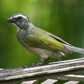 Oiseaux Passeriformes - Thraupidés