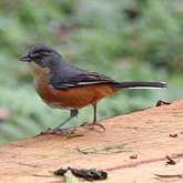 Oiseaux Passeriformes - Thraupidés