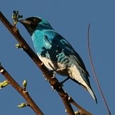 Oiseaux Passeriformes - Thraupidés