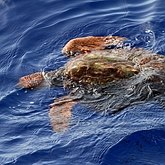 Vert&#233;br&#233;s, autres - Tortues