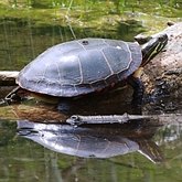 Vert&#233;br&#233;s, autres - Tortues