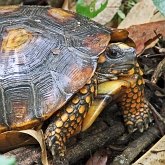 Vert&#233;br&#233;s, autres - Tortues