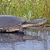 Vert&#233;br&#233;s, autres - Tortues