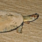 Vertébrés, autres - Tortues