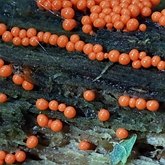 Trichia decipiens