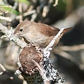 Aves Passeriformes - Troglodytidae (garrinchas, uirapurus e afins)