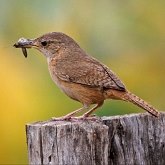 Ptaki Passeriformes - Troglodytidae (strzyżyki)