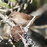 Oiseaux Passeriformes - Troglodytidae (troglodytes)