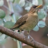 Birds Passeriformes - Turdidae (Thrushes)
