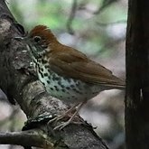 Birds Passeriformes - Turdidae (Thrushes)