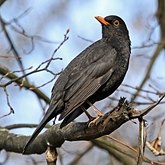 Ptaki Passeriformes - Turdidae (drozdy)