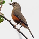 Ptaki Passeriformes - Turdidae (drozdy)