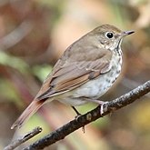 Ptaki Passeriformes - Turdidae (drozdy)