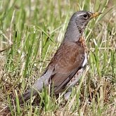 Ptaki Passeriformes - Turdidae (drozdy)