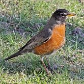 Aves Passeriformes - Turdidae (sabi&#225;s)