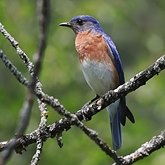 Aves Passeriformes - Turdidae (sabi&#225;s)