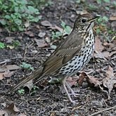 Oiseaux Passeriformes - Turdid&#233;s