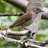 Oiseaux Passeriformes - Turdid&#233;s