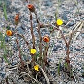 Tussilago farfara