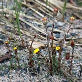 Tussilago farfara