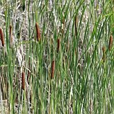 Typha angustifolia